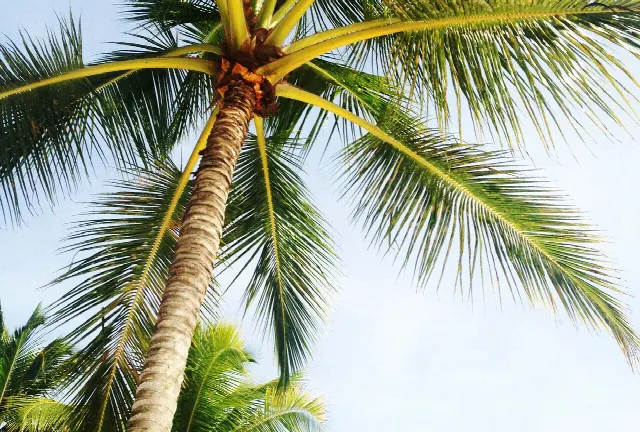 Florida as a tax haven: Benefits for businesses, real estate owners and investors – USA