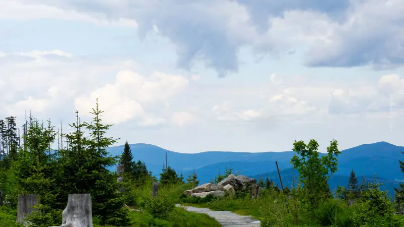 Selling forest land: Forest, meadow, valuation, taxes & Co.